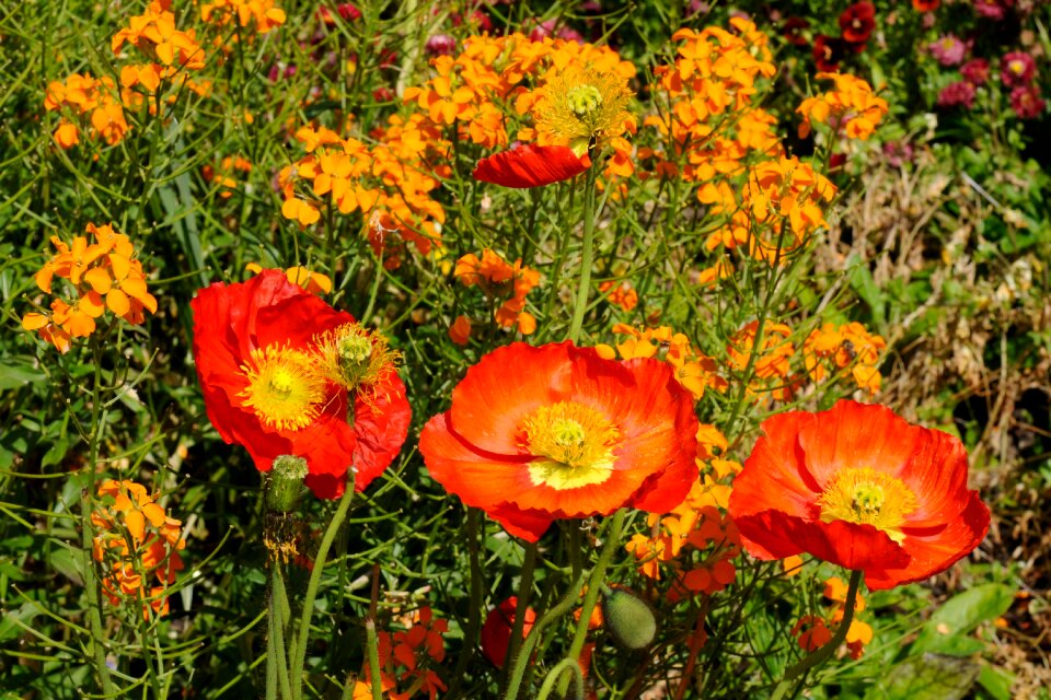 Flower bed colorful color