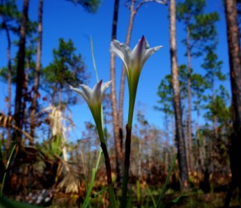 Zephyrlily