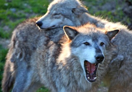 Gray wolf