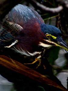 Green Heron