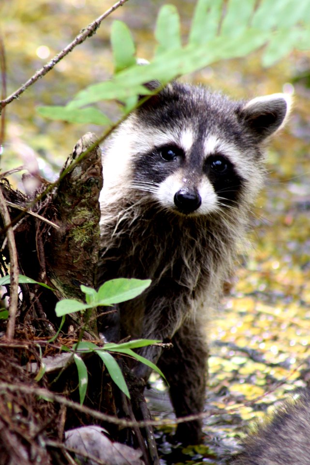 raccoon