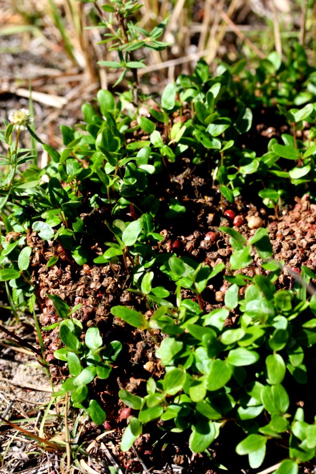 Brazilian Pepper seedling sprouting from Bear Scat