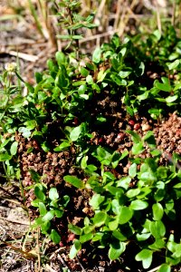 Brazilian Pepper seedling sprouting from Bear Scat