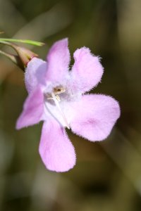 False Foxglove