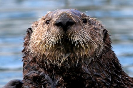 Sea Otter