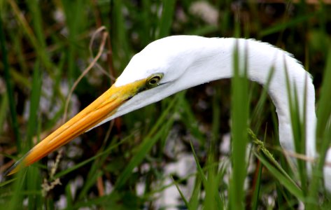 Great Egret