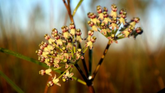 Longleaf Milkweed