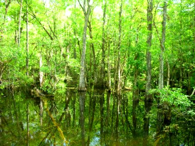 Sweetwater Strand