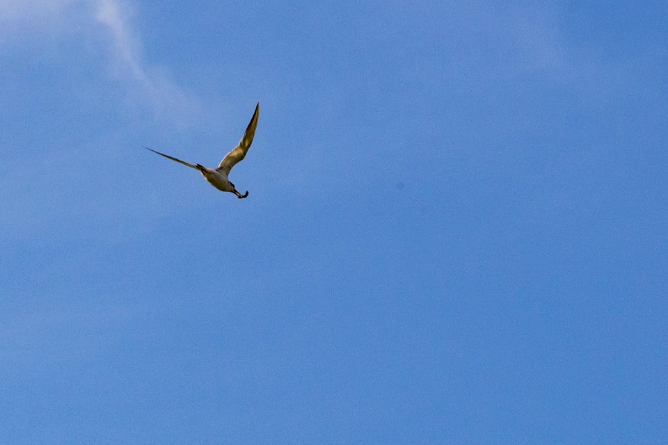 Chincoteague National Wildlife Refuge
