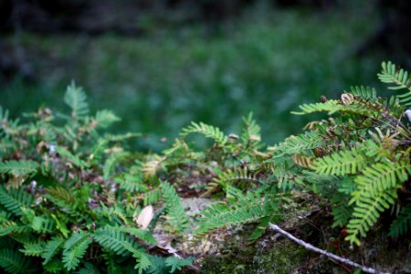 Resurrection Fern