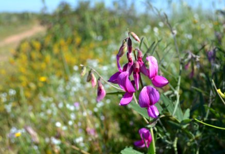 wild pea