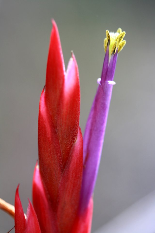 Cardinal Airplant