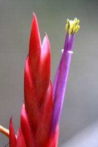 Cardinal Airplant