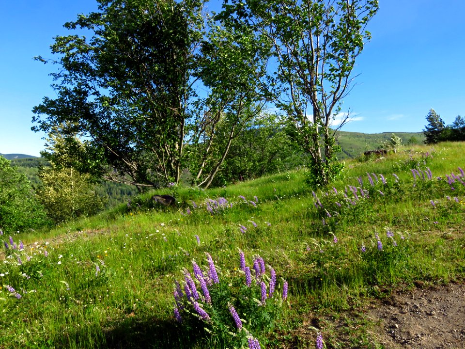 Coldwater Lake Trail at Mt. St. Helens NM in Washington