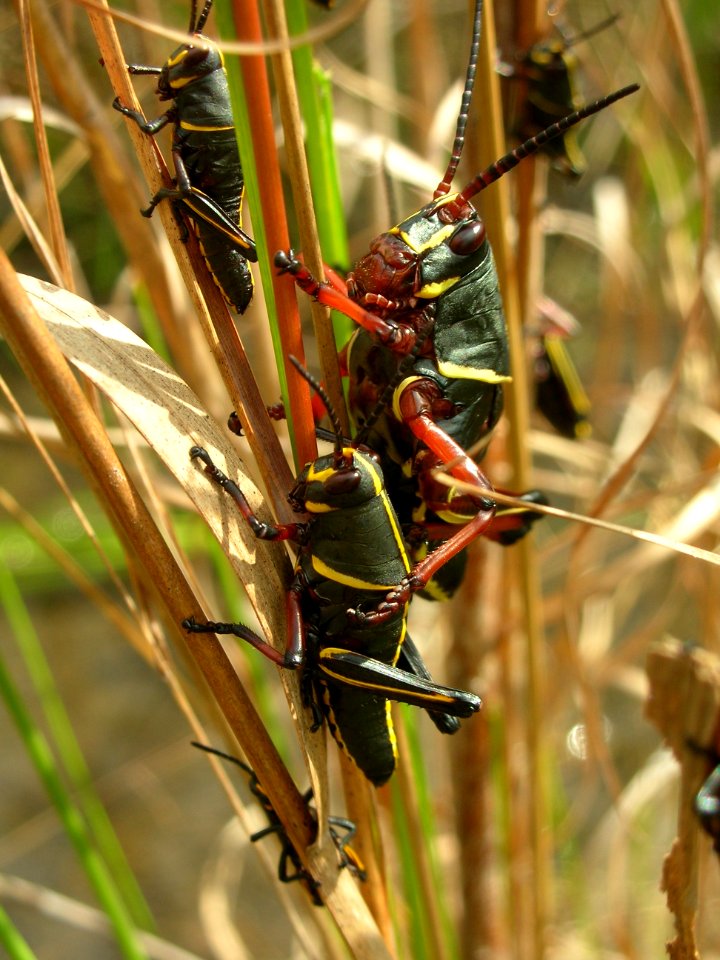 Lubber Grasshoppers