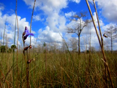 Glades Lobelia in a prairie photo