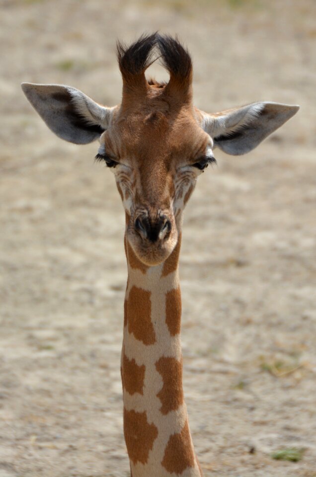 Animal neck mammal