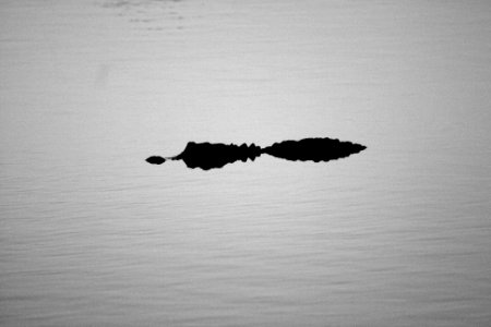 Gator in Ochopee Pond photo