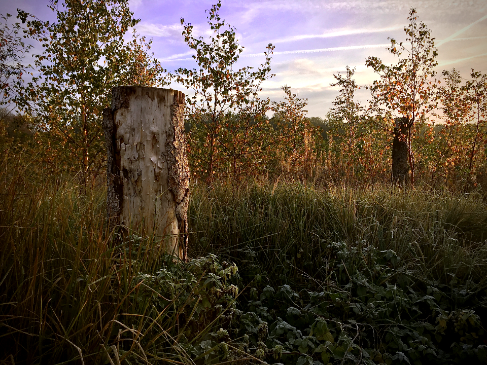 stump