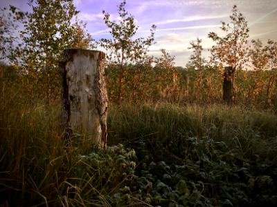 stump