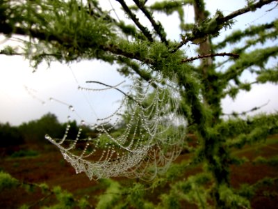 dew on spider web