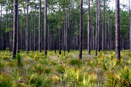 pineland