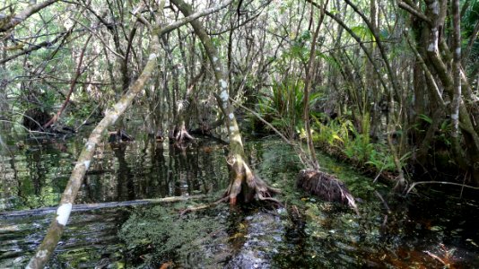 swamp around deep lake