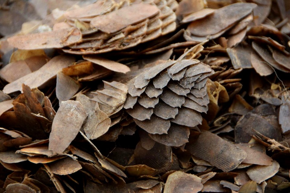 Pangolin scale burn in Cameroon. Credit: Kenneth Cameron / USFWS (2)