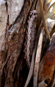 caterpillar