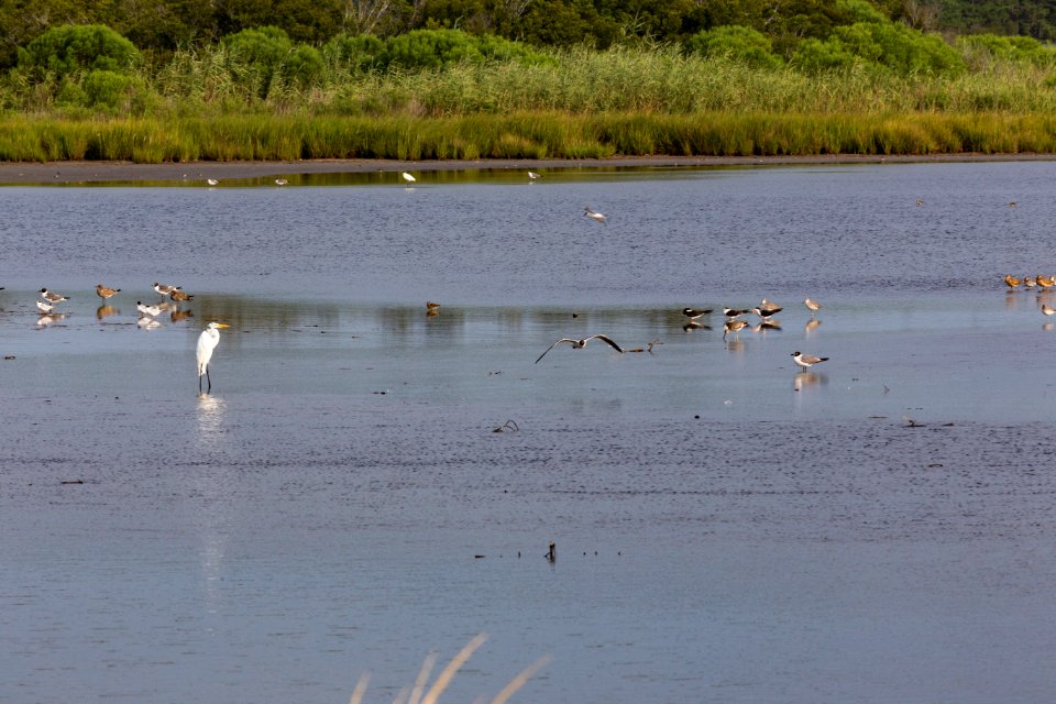 Chincoteague National Wildlife Refuge