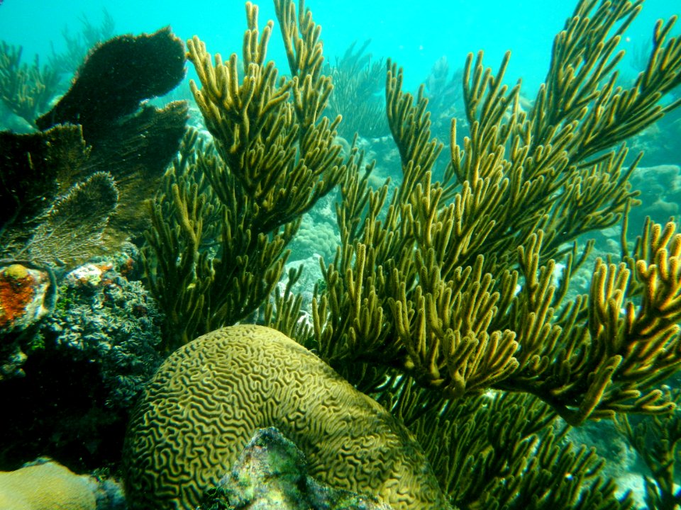 Coral Reef at Dry Tortugas National Park