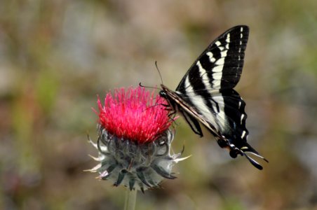 Butte Creek, Pale Swallowtail on Thistle