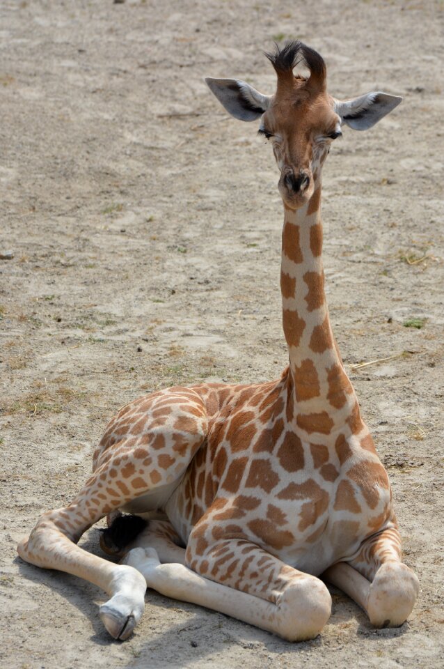 Animal neck mammal
