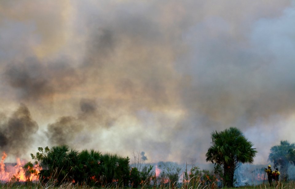 Prescribed Burn behind BICY HQ
