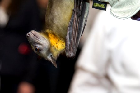 Bat Week 2017 - Congressional Reception