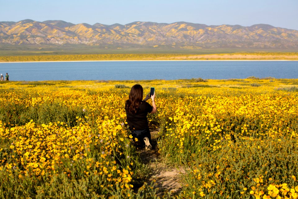 Super Bloom 2017 at Carrizo Plain National Monument
