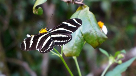 Zebra longwing photo