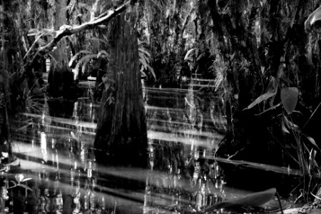 Cypress Swamp photo
