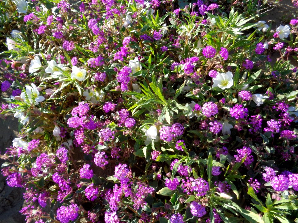 March 2017 Central Coast Field Office Wildflower Tour of Monvero Dunes located in the San Joaquin Desert (Valley)