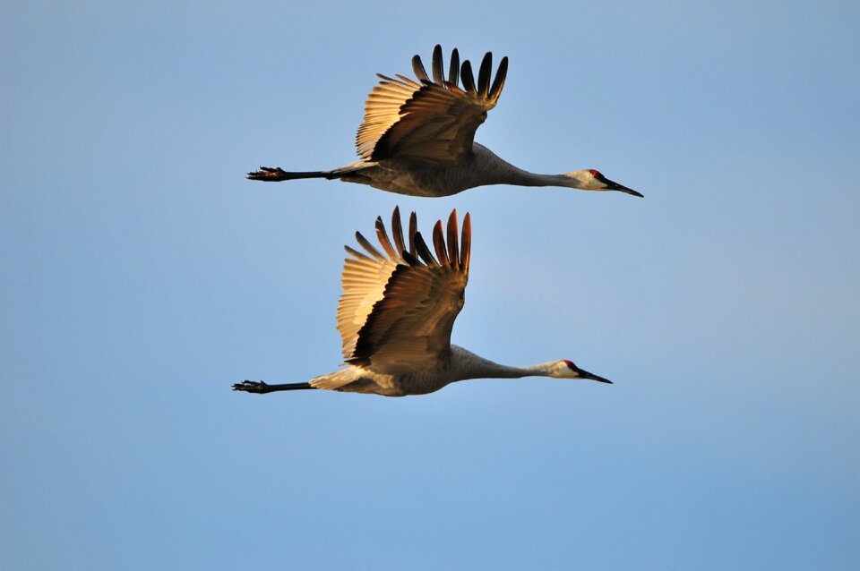 Flight wildlife nature