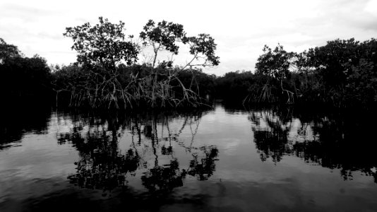 Mangroves photo