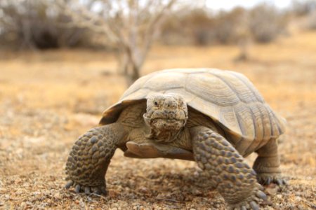 Desert Tortoise in the Mojave Desert photo