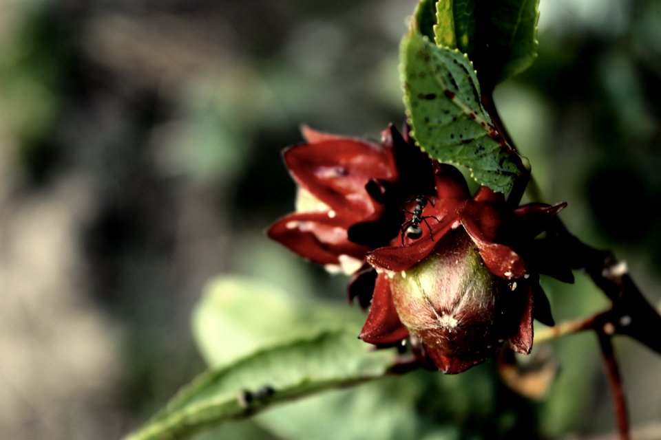 Roselle and super huge ants
