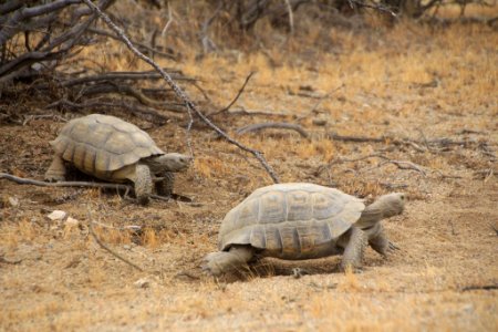 Desert Tortoise in the Mojave Desert photo