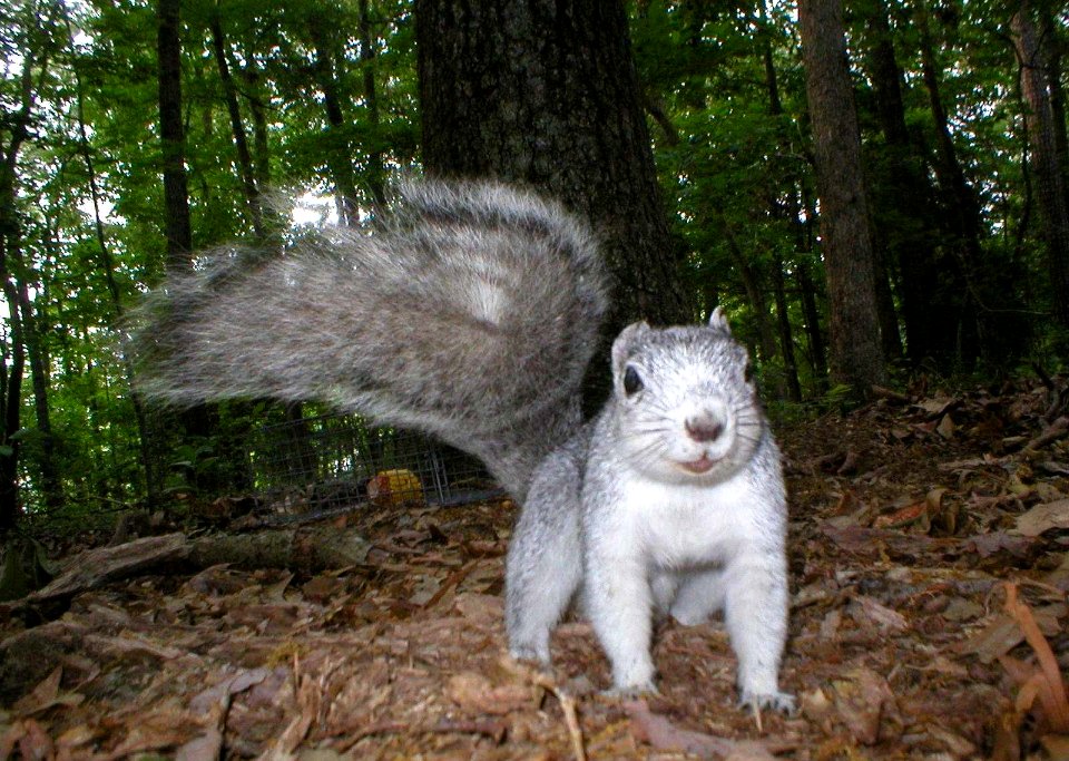 Delmarva fox squirrel