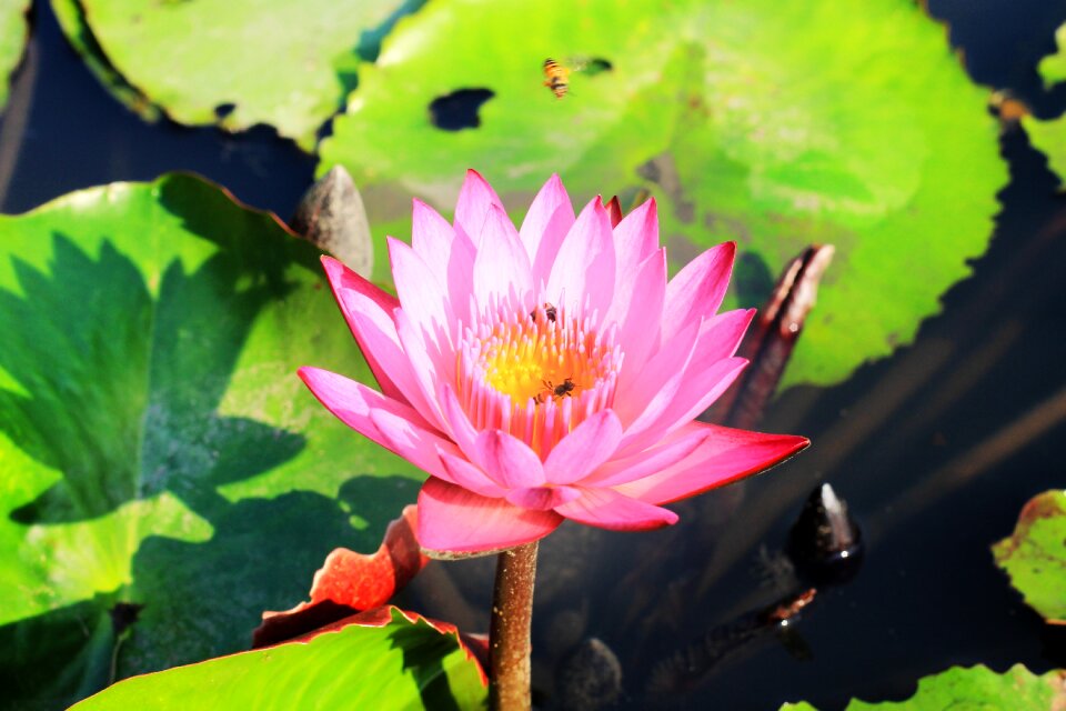 Background beautiful bloom