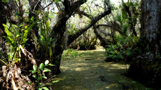 Pond apple swamp photo