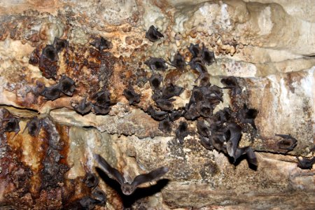 Indiana bats drinking from a seep along a wall in Wyandotte Cave, Indiana, A. King