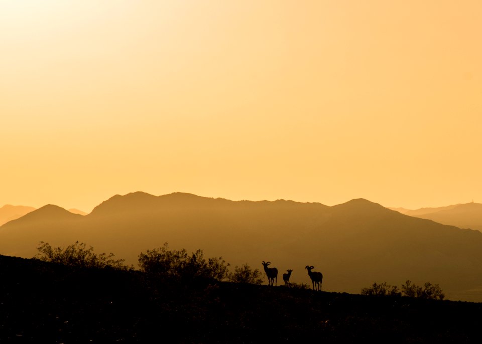 Afton Canyon Sheep