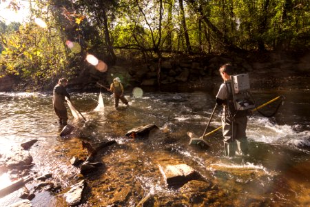 Chesapeake logperch surveying